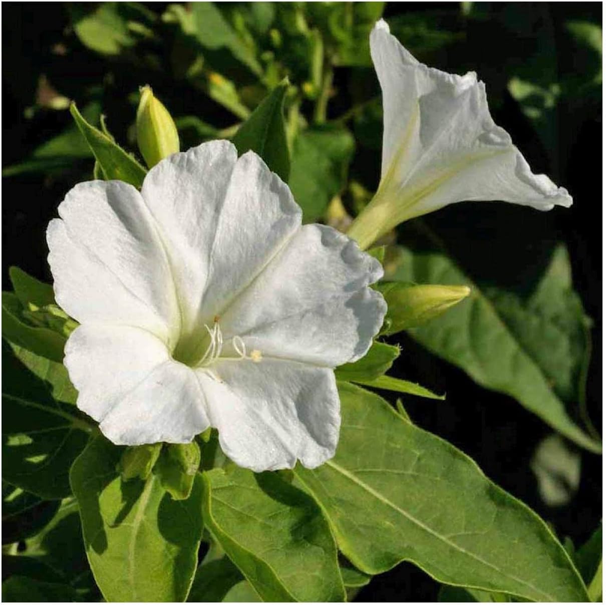 Everwilde Farms - 1 Lb White Four O' Clock Wildflower Seeds - Gold Vault