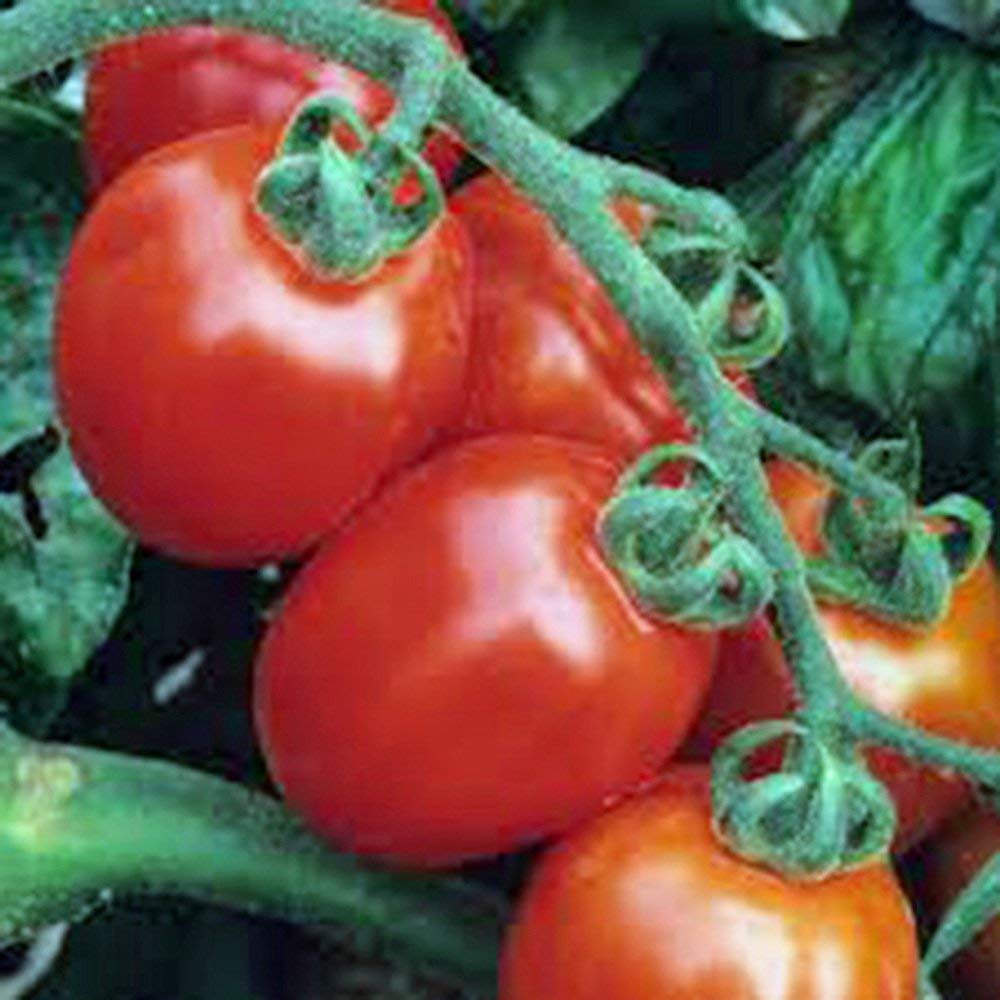 Vegetales