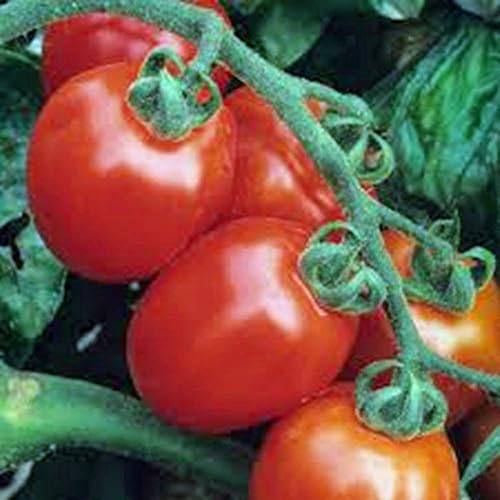 TOMATE, ROMA ITALIANA, HEIRLOOM, 100 SEMILLAS, DELICIOSA FRUTA ROJA SABROSA