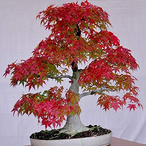 Ukallaite 30Pcs Japanese Maple Tree Seeds Acer Palmatum Bonsai Home Farm Balcony Courtyard Plants,Garden Decor Gifts Red