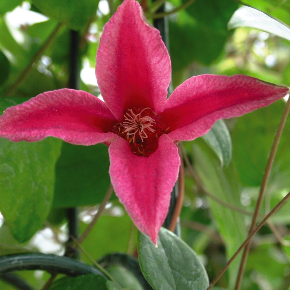 Clematis 'Princess Diana' - Late-Flowering Texensis Clematis with Stunning Magenta Pink Blooms - Hardy Vine for Garden Borders and Trellises – 2X 3 Litre Potted Plants by Thompson and Morgan