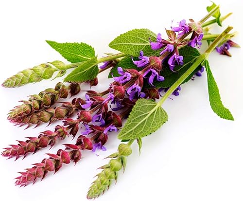 Miniatura 6 de Salvia de jardín (Salvia Officinalis) Hierbas sin OMG para plantar