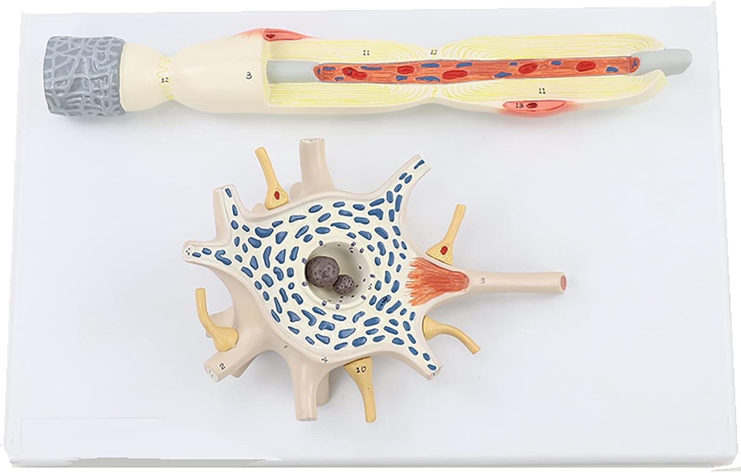 Model dioramy neuronu, 2-częściowy model anatomiczny nerwów mózgu medycznego, powiększony model struktury włókien nerwowych komórki neuronu, narzędzie demonstracyjne do celów dydaktycznych.