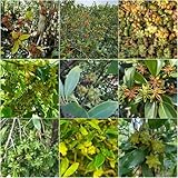 Cultivar hierbas es algo increíble y puede traer longevidad.A medida que cultivas hierbas, esperamos que descubras una nueva pasión por cultivar tus propias hierbas y conectarte con la naturaleza.