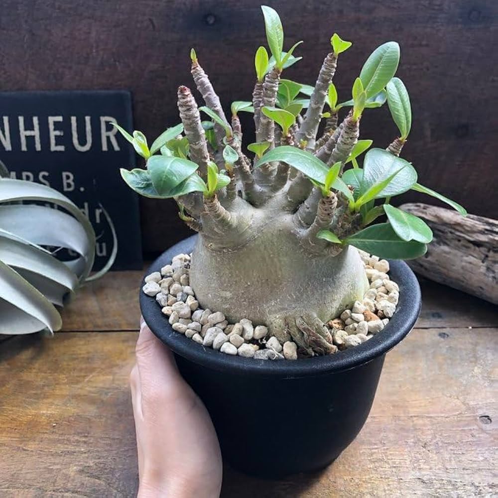 Amazon｜アデニウム モンスター 塊根植物 蛸足 観葉植物｜観葉植物