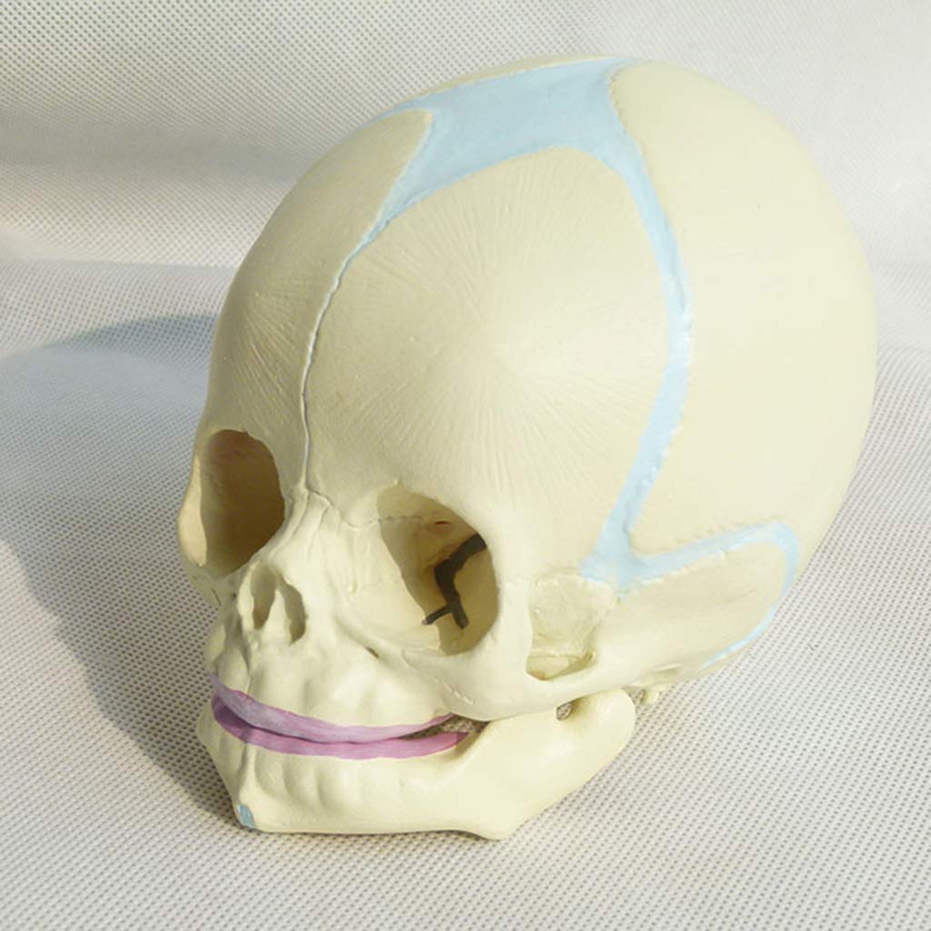 sjdoPulse Medical Anatomical Skull Model - Foetal skull model - 30Th Week of Pregnancy Naturally Size Fetal Skull Anatomical Model - for medical educational training aid
