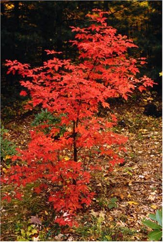 Acer Griseum Paperbark Maple Tree 3 ft+ Tall