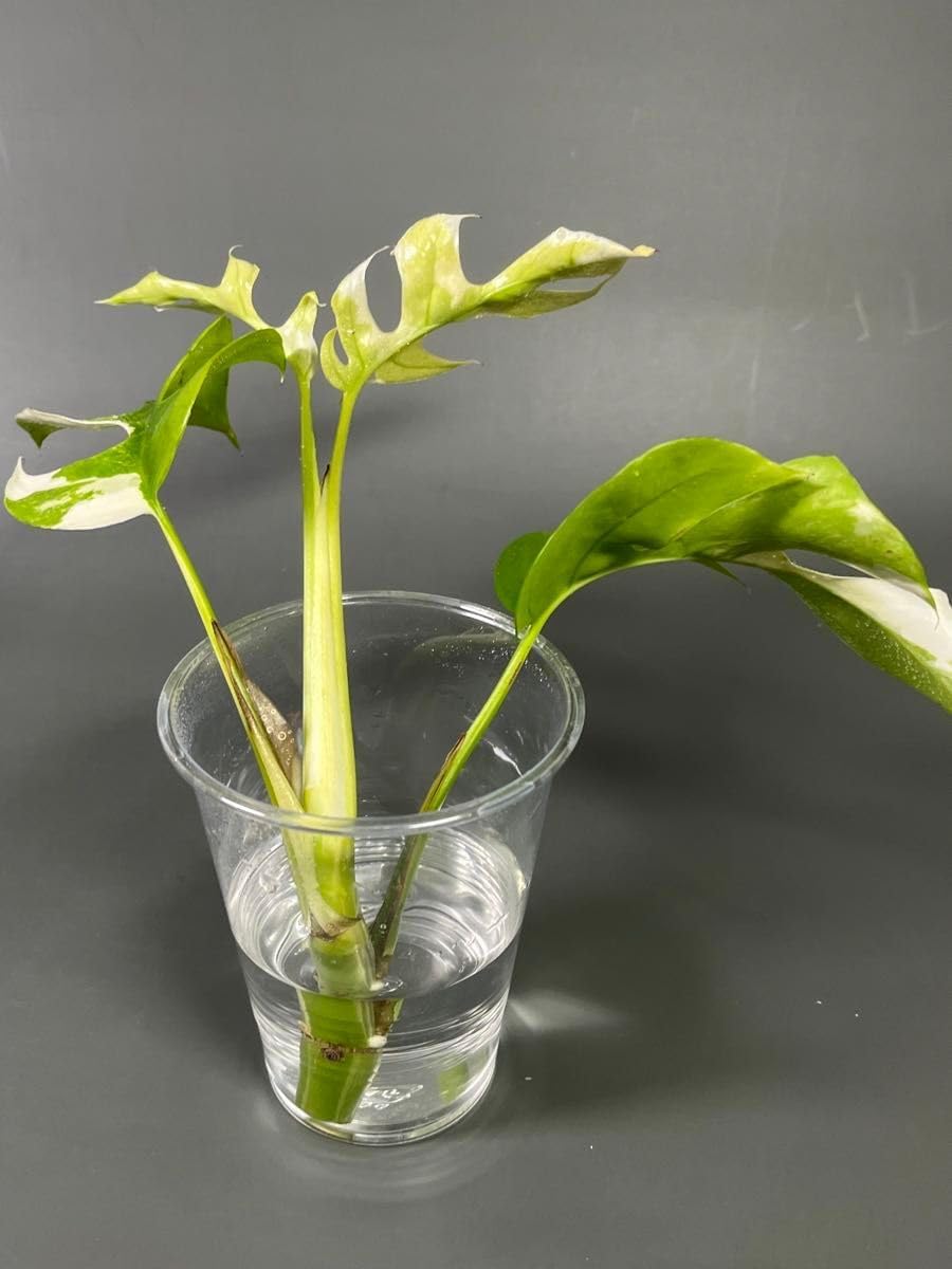 ラフィドフォラ テトラスペルマ パラゴン 斑入 ヒメモンステラ 抜き苗