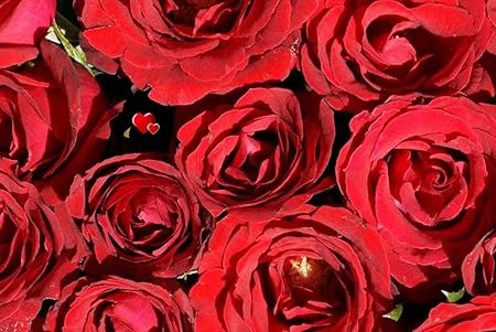 Amazon Co Jp A0 特大 ポスター バラ花赤い芽ハート 壁紙ウォールステッカーポスター A0 11x841mm Diy 工具 ガーデン Amazon Co Jp A0 特大 ポスター バラ花赤い芽ハート 壁紙ウォールステッカーポスター A0 11x841mm Diy 工具 ガーデン