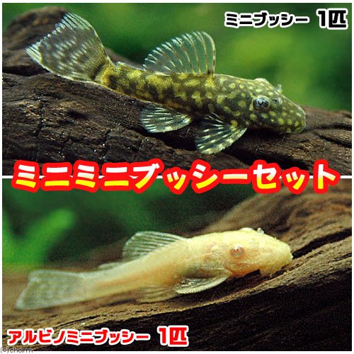 未使用　プレコ　モバイル　ストラップ　3個セット　熱帯魚 未使用 プレコ モバイル ストラップ 3個セット 熱帯魚 未使用