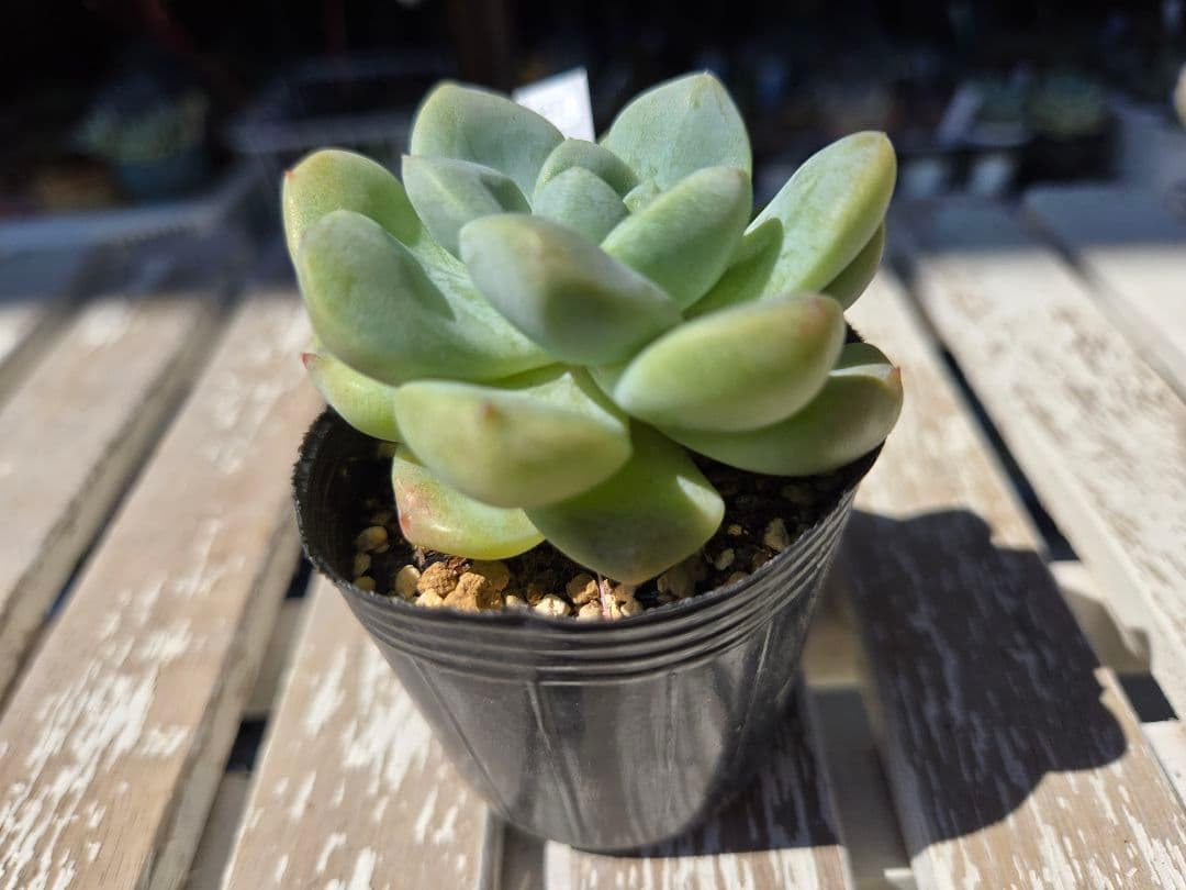 Amazon｜多肉植物 エケベリア アイスグリーン｜観葉植物 オンライン通販