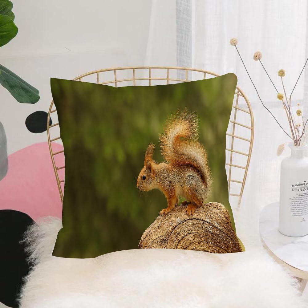 Hyosxw Squirrel Sitting Forest Animals Wildlife Eve - A4 Cushion Cover,Throw Pillow Case Home Decorative For Living Room Bedroom Sofa Chair 18X18 Inch,Squirrel Sitting Forest Animals Wildlife Evening Rodent,Pillowcase 45X45cm