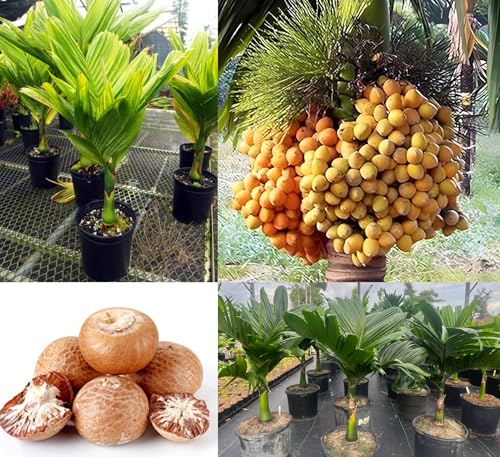 Image of Betel Nut Plant Hybrid Live Tree (Pack Of 6) 1.5- Feet, Air Layered Supari Tree Plant All Season, Areca Nut Plant, Berry and Beetle, Fruits in Just 2 Years