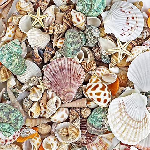 WFPLUS 200+pcs Sea Shells Mixed Ocean Beach Seashells, Various Sizes Natural Seashells Starfish for Fish Tank, Home Decorations, Beach Theme Party, Candle Making, Wedding Decor, DIY Crafts Cover
