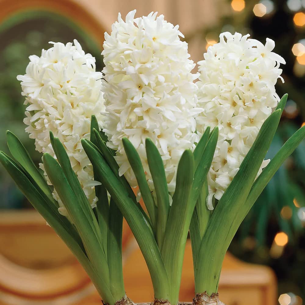 Hyacinthus - Perennials - Spring Flowering Bulbs - for Your Beautiful Garden (3 x Carnegie)