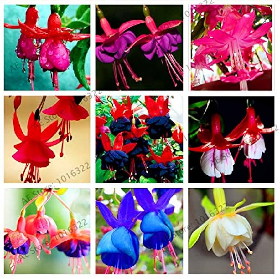 アカシア種子 1000粒+ ac1000 Amazon.co.jp: 発芽SEEDS：1000種：1000個のフクシア種子ランタン花