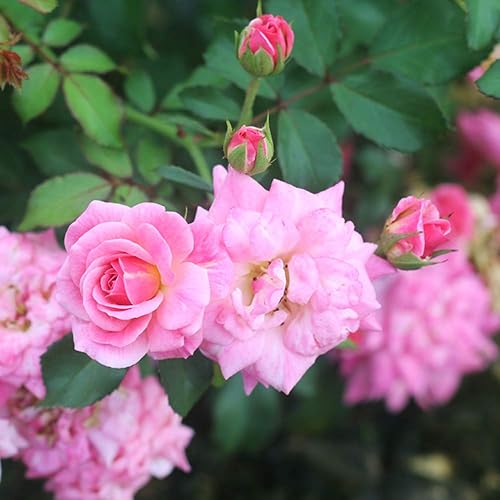 Miniatura 5 de Sweet Drift 1 Galón