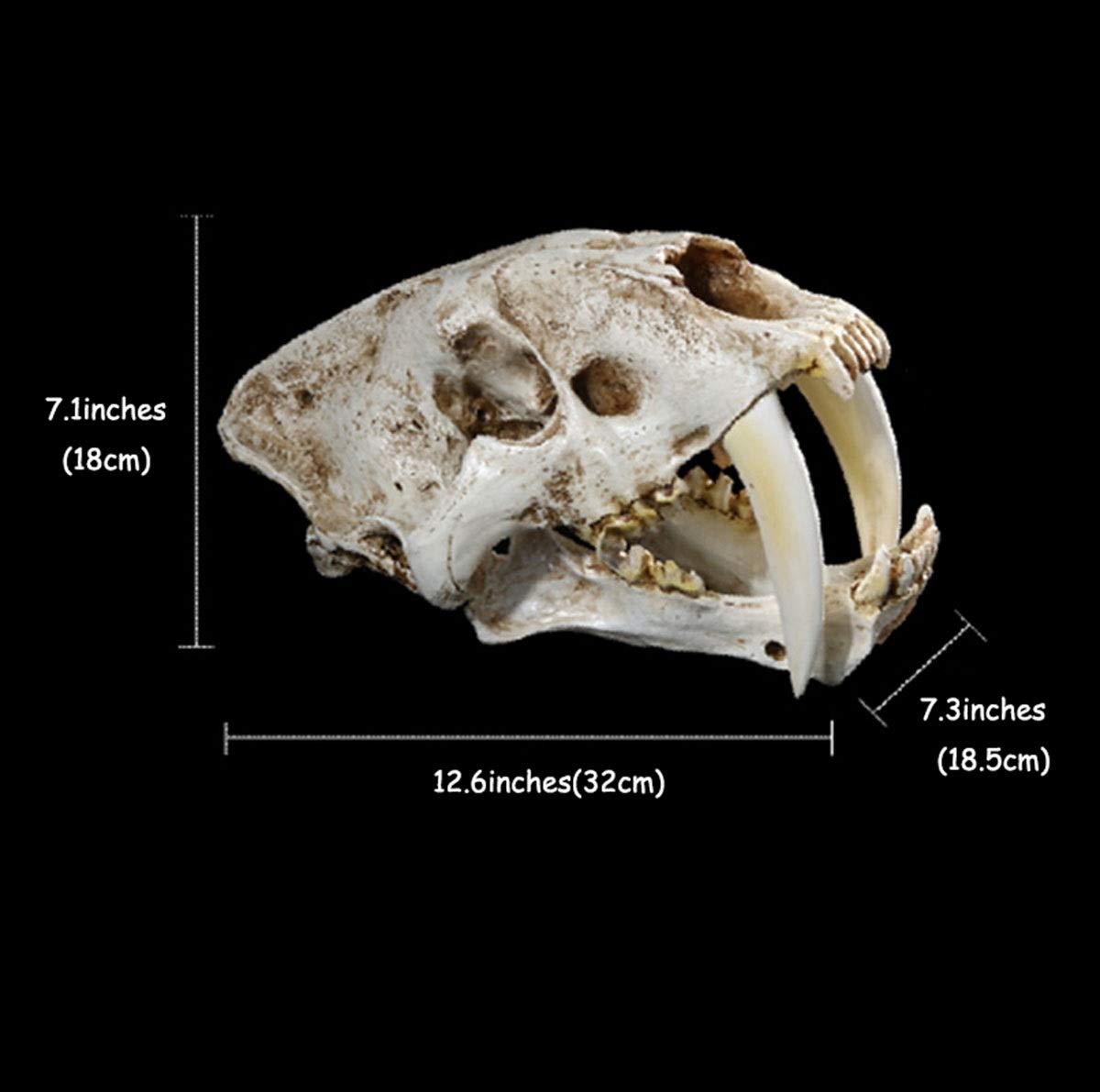 Amazon.co.jp: 樹脂製剣歯虎の頭蓋骨の彫刻、動物の骸骨の飾り、自宅の