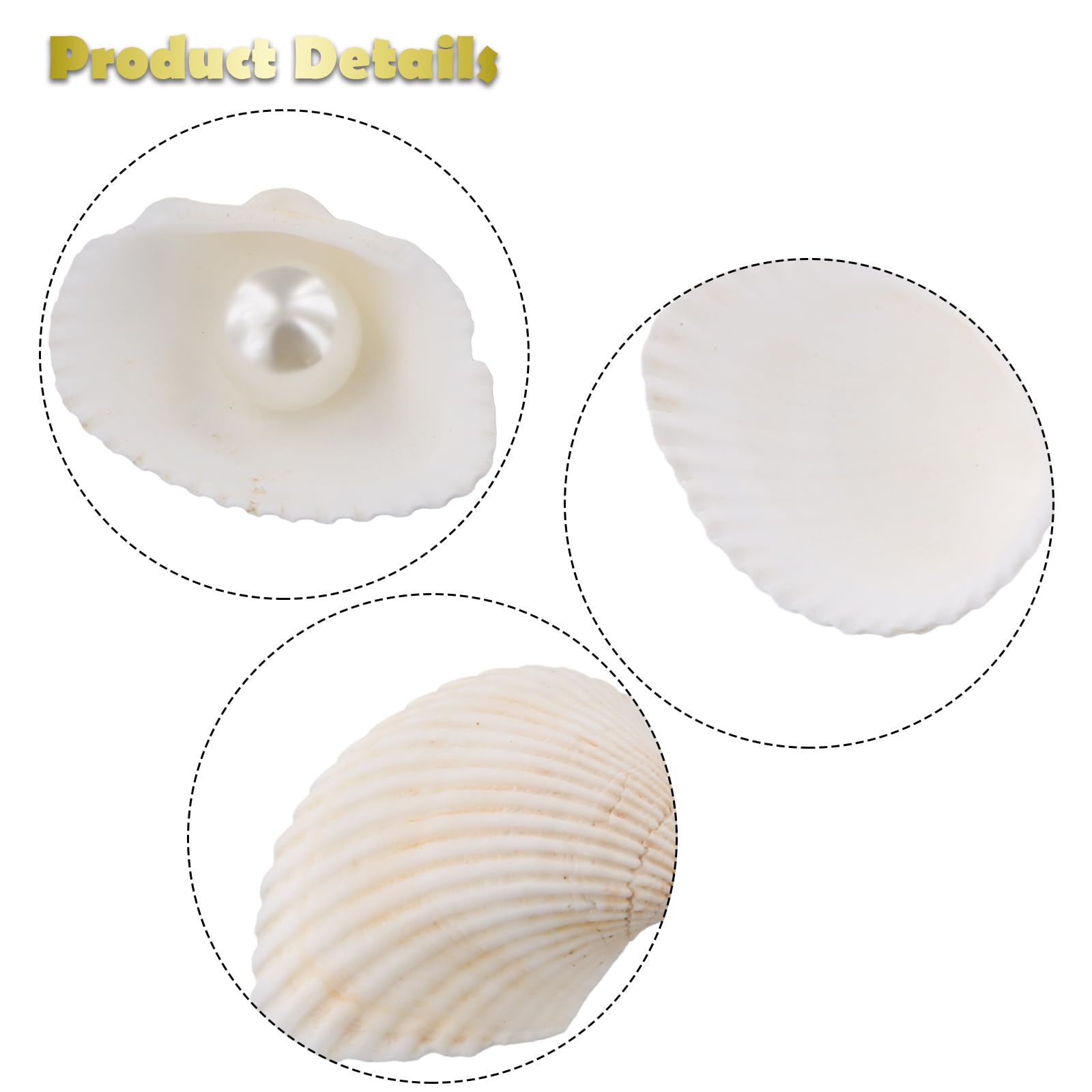 PORFOYO 50 Stück Muscheln Zum Bemalen - 6-8cm, Natürliche Weiße Bastelmuscheln Für Deko & DIY