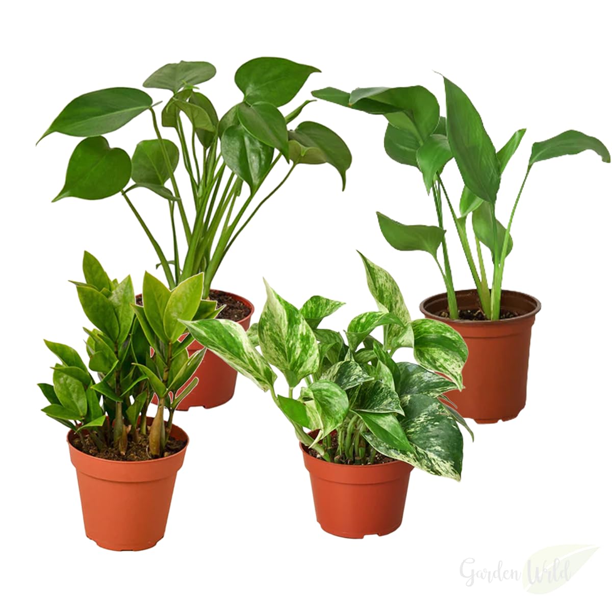 buy veg plants online Tomato 'Brandywine' main image 0