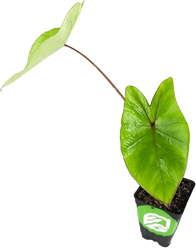 Miniatura 1 de Blue Hawaii - Planta viva de oreja de elefante - Alocasia - Planta de inicio Wellspring Gardens - Bulbos de alojasia raros - Planta tropical exótica