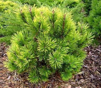 Variegated MUGO Pine - Pinus mugo Misty 2 - Year Tree
