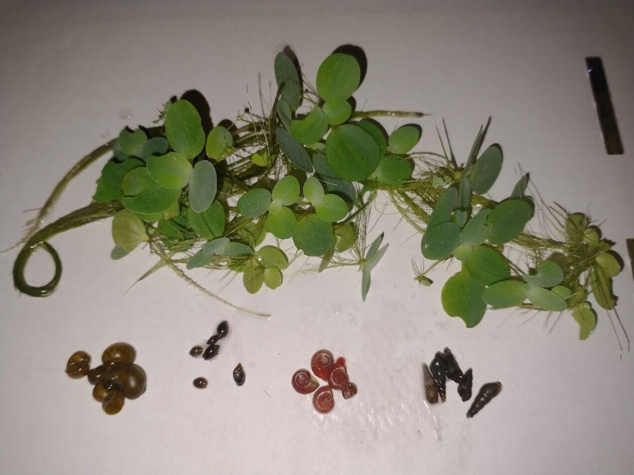 Ultimate Snail Pack 5 X Mystery/Ramshorn/Trumpet/Bladder Snails + Lettuce!