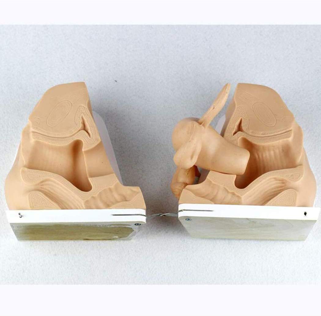 Femminile Contraccezione Guidance Modello,Genitale Modello Anatomico Umano - Ginecologia Dimostrativo Contraccezione