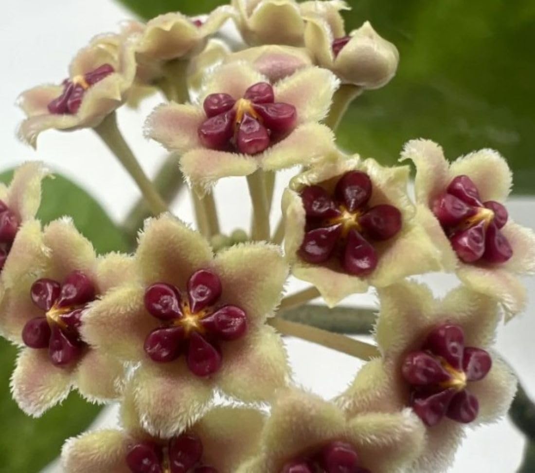 Hoya kerrii [enredadera] (planta corazón enredadera); planta trepadora con hojas carnosas acorazonadas; Curiosarium; diámetro maceta 12 cm, altura 10-15 cm, diámetro 15-20 cm