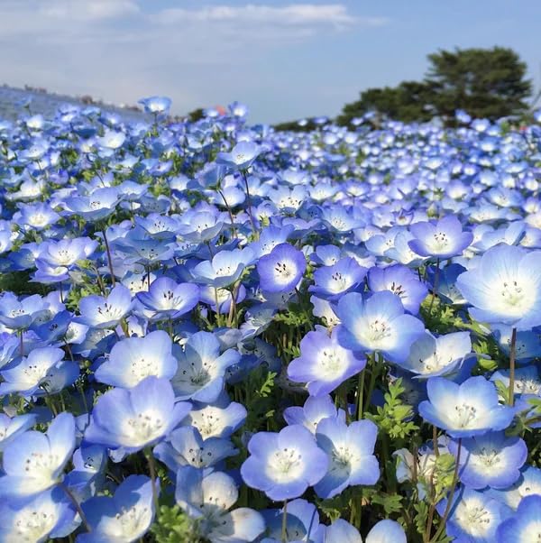 1000+ Baby Blue Eyes Wildflower Seeds - Baby Blue Eyes Seeds for Planting - Non-GMO Heirloom Seeds