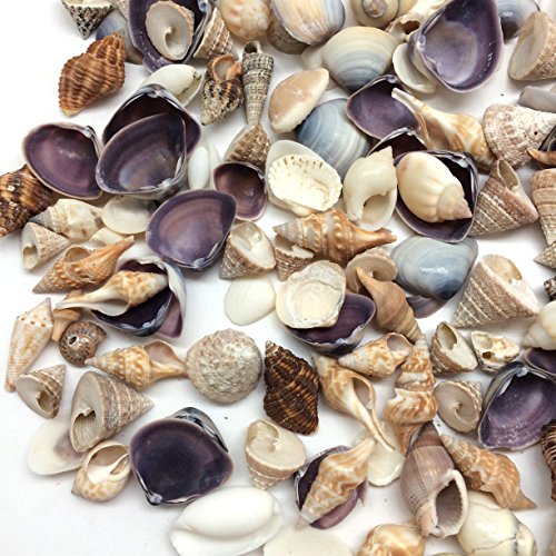 PEPPERLONELY Small Mix Sea Shells, Very Clean, 8 OZ Apprx. 340+ PC Shells, 1/2 Inch ~ 1 Inch