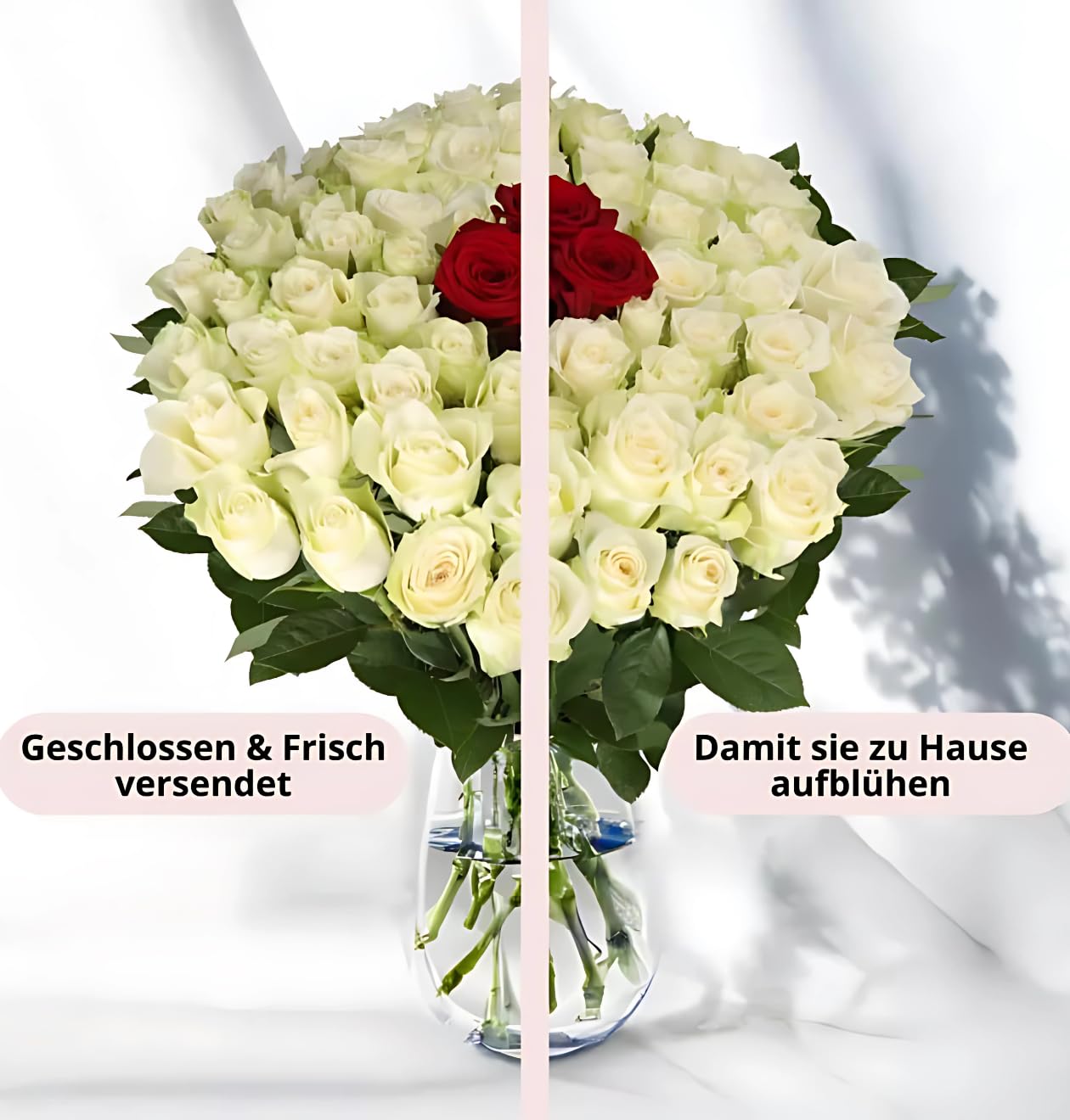 Blume Ideal Bukiet róż "Zorza polarna", 60 czerwono-białych róż, Ø 40-50 cm, najwyższa jakość, 7-dniowa świeżości, idealny prezent kwiatowy