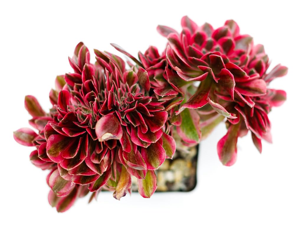 Aeonium Pink Witch Rooted Live Succulent Plant (Crested)