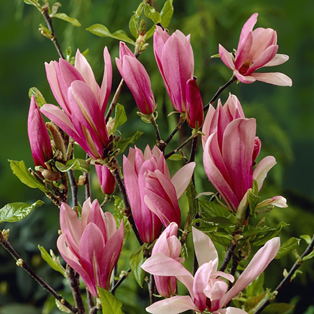 Magnolia 'Susan' in a 3L Pot 50cm Tall Magnolia for Gardens Purple/Pink Flowers in Bloom Ready to Plant Out Garden Ready Plant in 3L Pot
