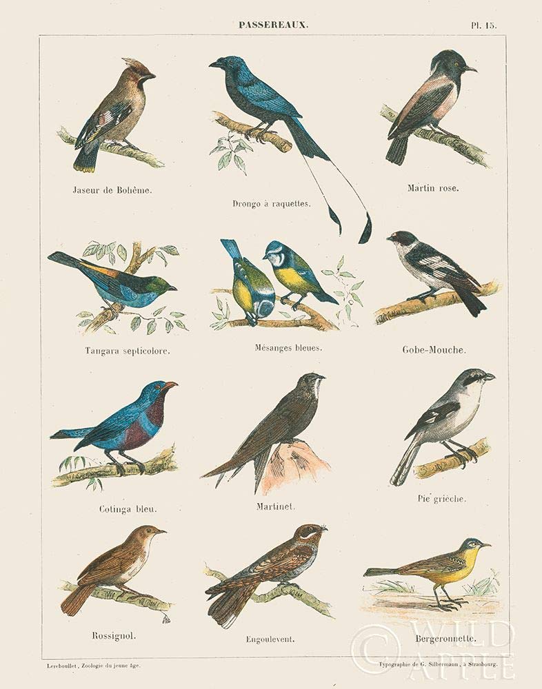 Posterazzi PDX52078SMALL Bird Chart II Dzikie jabłko Portfolio plakat nadruk, 45 x 60 cm, wielokolorowy
