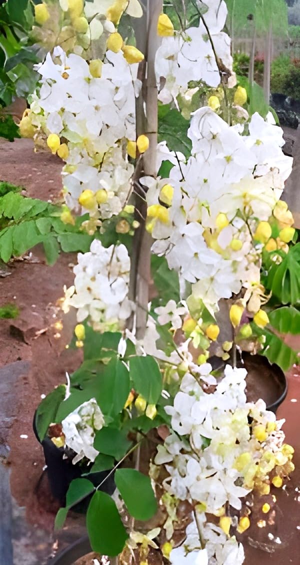 Beautiful Cassia Fistula "White Golden Shower Flower " plant || For home garden flower outdoor indoor plant.