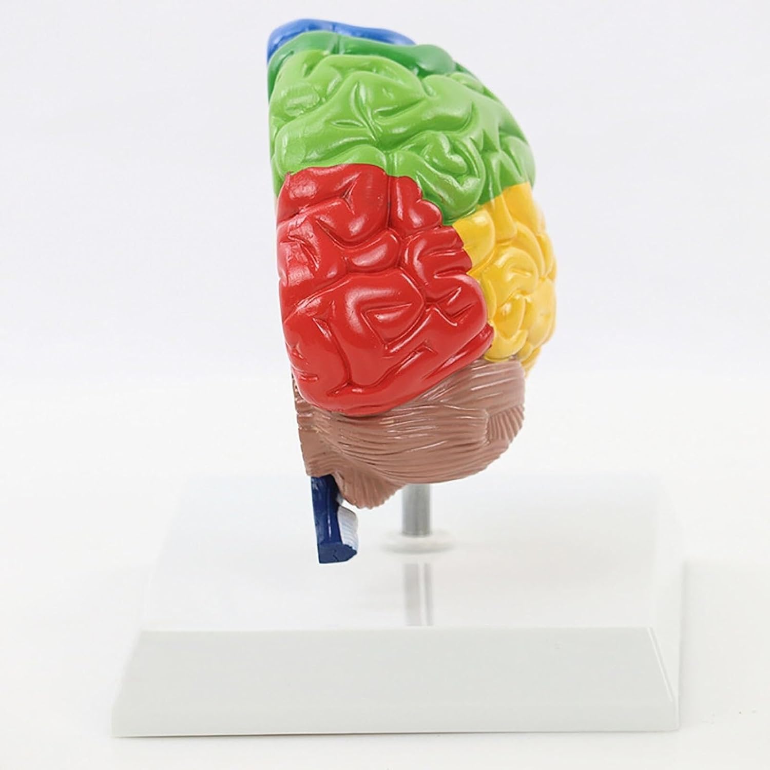 Model mózgu neurokortycznego 1:1 z prawej półkuli do edukacyjnego użytku medycznego