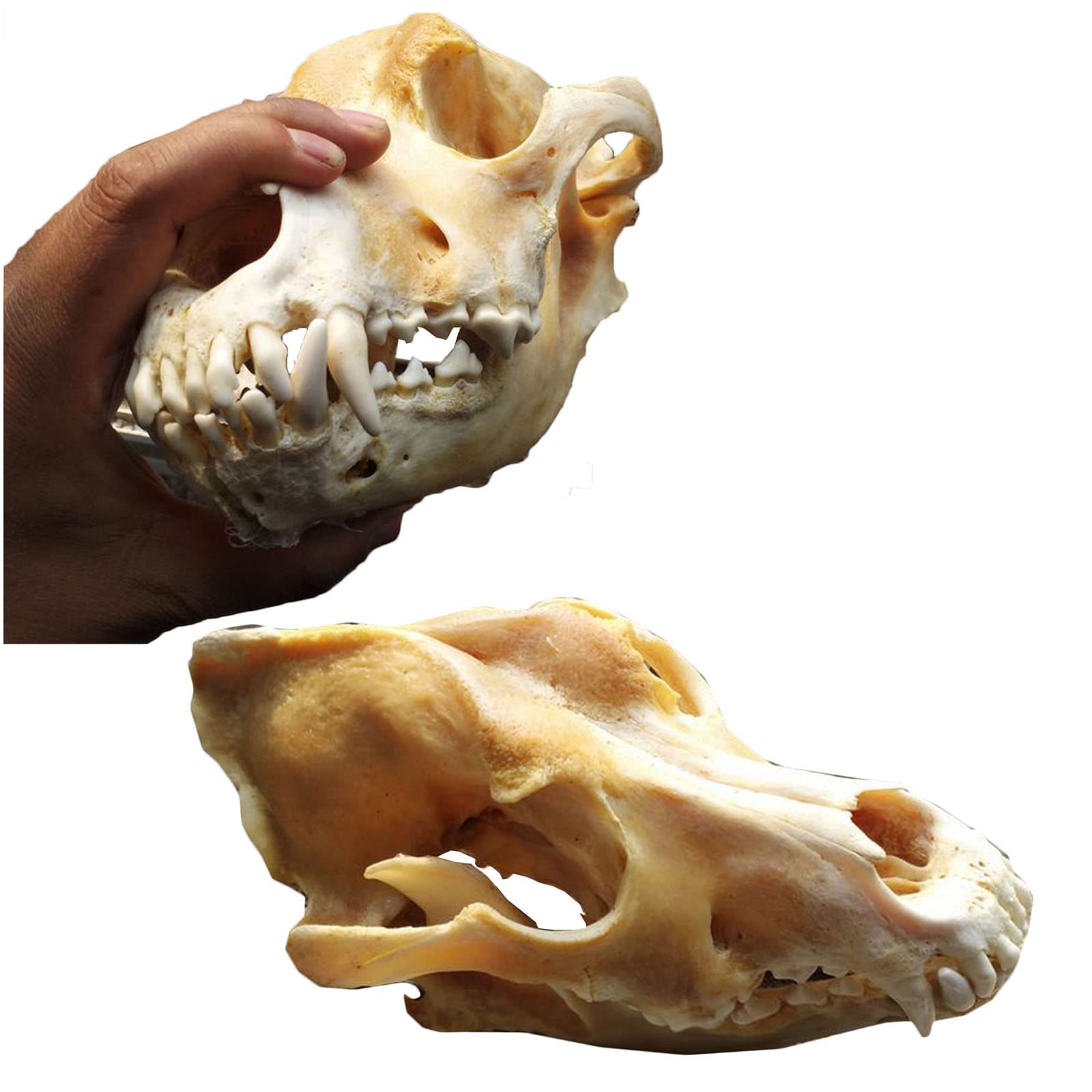 Crâne de chien véritable – Taille réelle – Taxidermie, fournitures d'art, vétérinaires, médicaments, bureau, bar, décoration