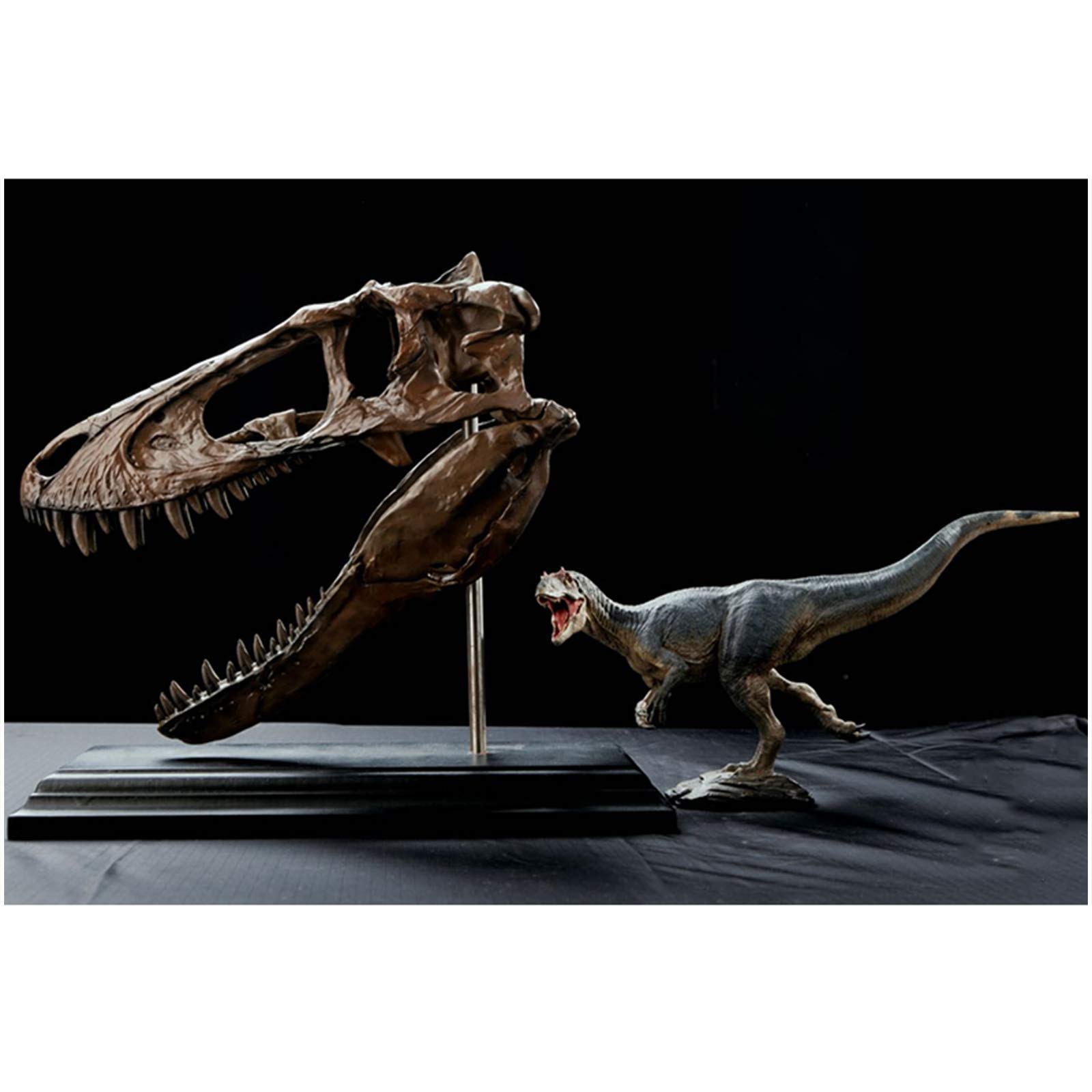 Amazon.co.jp: ティラノサウルスレックススカルモデル-恐竜の頭蓋骨の 