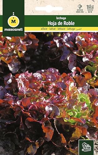 Mascarell Semillas, LECHUGA, Semillas Huerto, LECHUGA HOJA DE ROBLE ROJA, Crea tu Propio Huerto Urbano y Cultivo en Casa, Plantas Hortícolas, 4 Gramos
