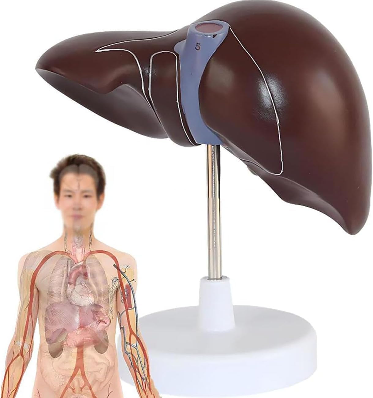 Modello di anatomia del fegato umano - Strumento didattico dettagliato per la patologia del pancreas e la dissezione del fegato per educazione medica, studenti e professionisti