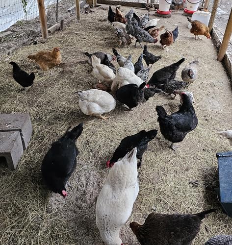 Barnyard Mix Fertilized eggs (6 eggs)