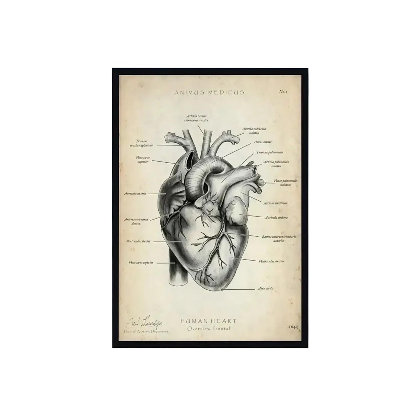 1 szt. Retro układy narządów w ludzkim ciele plakat na ścianę | White2,21X30cmNoframe