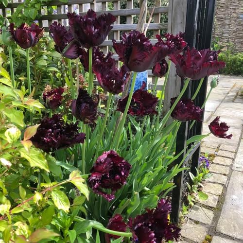 bulbos de tulipán, perenne resistente, ramo tulipán jardín perennes resistentes al aire libre exóticas, 5pcs