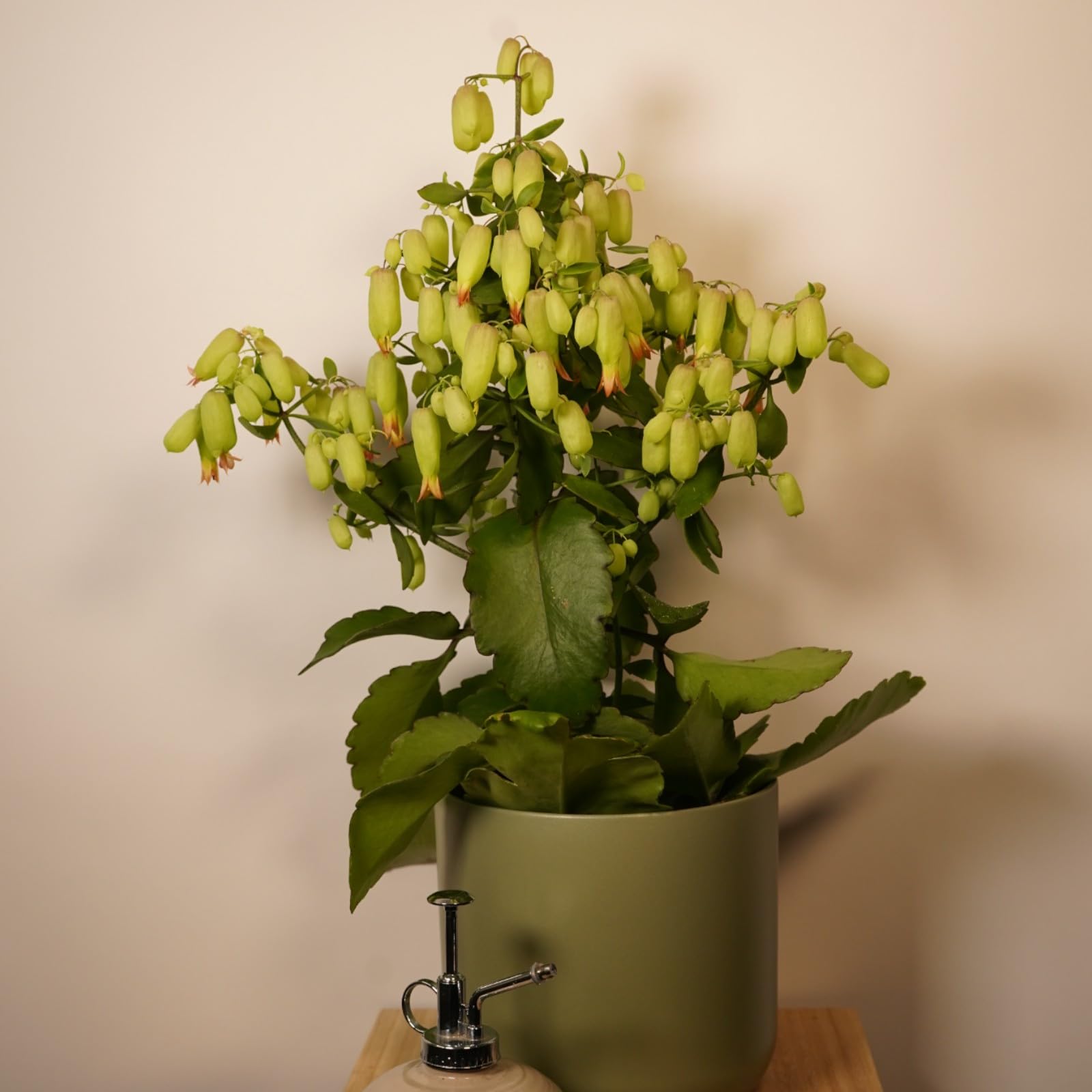Carbeth Plants Kalanchoe Pinnata Magic Bells in 14cm Pot - Exotic Succulent Houseplant with Bell Shaped Flowers - Easy Care Indoor Plant (2)