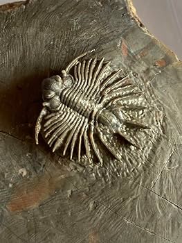 Amazon.co.jp: モロッコjorf産 新種の三葉虫 化石 アンモナイト