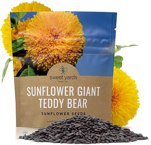 Miniatura 1 de Semillas de girasol de oso de peluche gigante, paquete extra grande de 1 onza, más de 1,200 semillas de flores frescas polinizadas abiertas sin OMG,