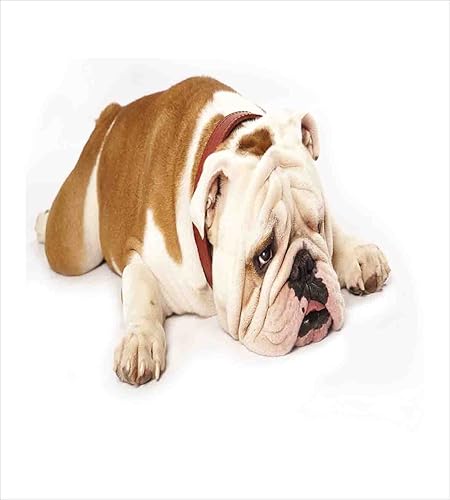 Miniatura 2 de Ambesonne Juego de funda de edredón de Bulldog inglés, Bulldog triste y cansado, fotografía de animales de raza pura europea, juego de cama