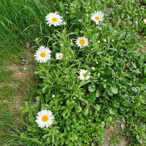 semi di margherita perenni da giardino, appartamento di margherita balcone tappezzante perenne resistente 400pcs