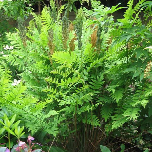 6x Königsfarn 'Purpurascens' - Osmunda regalis 'Purpurascens' - Topf 9x9cm - Zierfarn für feuchte Böden
